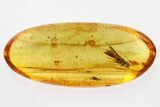 Fossil Parasitoid Wasp (Scelionidae) in Baltic Amber - Great Eyes #321764-1